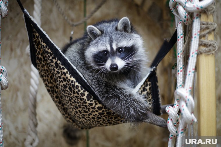 Что такое ЧВК «Енот», почему создатель арестован на 14 лет: причина и символика названия