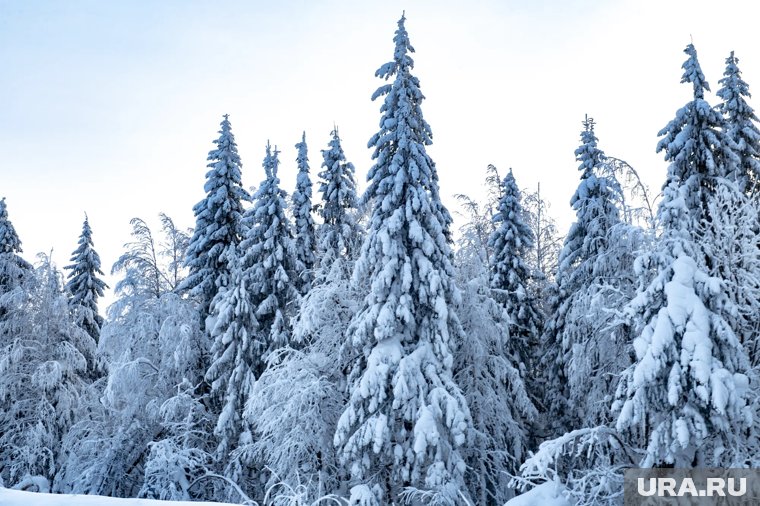 Почти две недели идут поиски пропавшей в тайге семьи: что уже удалось выяснить 