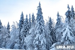 Почти две недели идут поиски пропавшей в тайге семьи: что уже удалось выяснить 