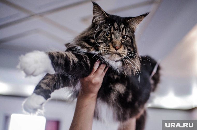 «Король кошек» и друг для детей: все, что нужно знать о мейн-кунах