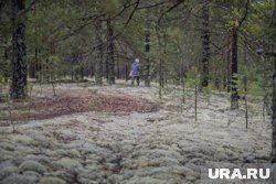 Спасатели ХМАО нашли грибника, заблудившегося в лесу