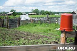 Что грозит дачникам за вьюнок и одуванчики: какие растения нельзя сажать в 2025 году