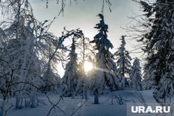 «Шансы спастись у Усольцевых минимальны»: смог ли кто-то выжить в непроходимой тайге и зверском холоде