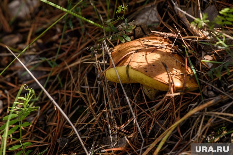 В челябинских лесах пошли маслята. Фото