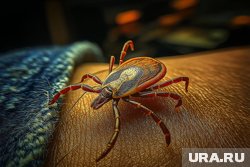 Что делать при укусе клеща и куда его сдать на анализ в Перми