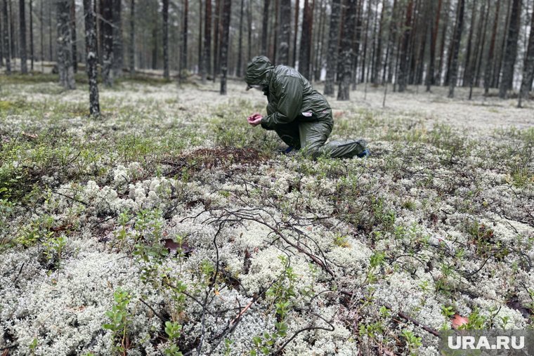 В ХМАО начались продажи самой полезной в мире ягоды