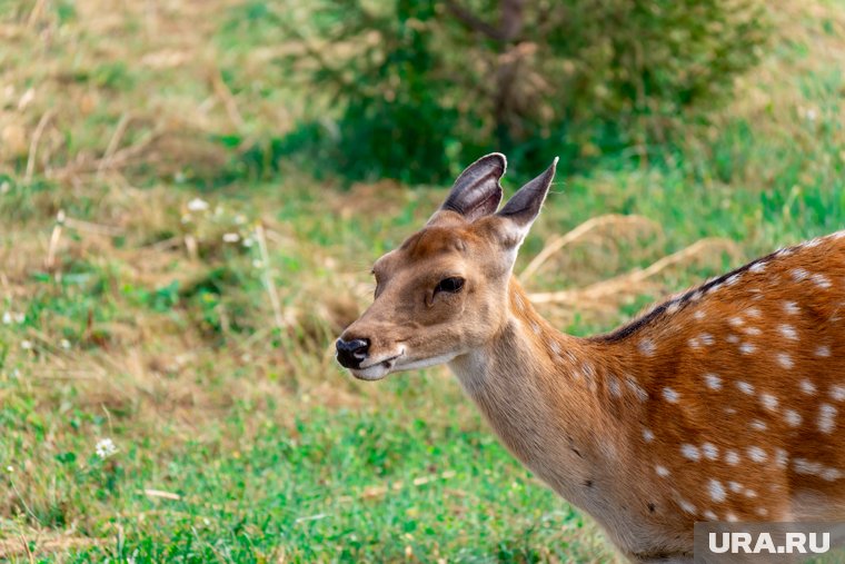 Пермский зоопарк раскрыл количество животных, переехавших на новое место