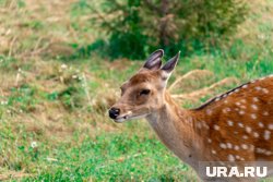 Пермский зоопарк раскрыл количество животных, переехавших на новое место