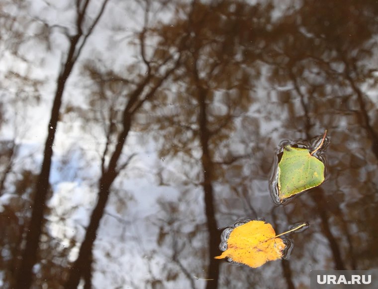 Как подготовить плодовые деревья и кустарники к зимовке: что делать осенью в саду