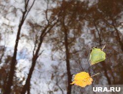 Как подготовить плодовые деревья и кустарники к зимовке: что делать осенью в саду