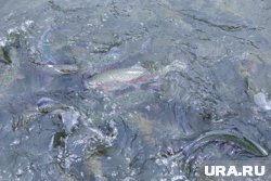 Ученые сообщили причину массовой гибели рыбы в ЯНАО