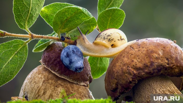 Почему ни в коем случае нельзя есть переросшие грибы