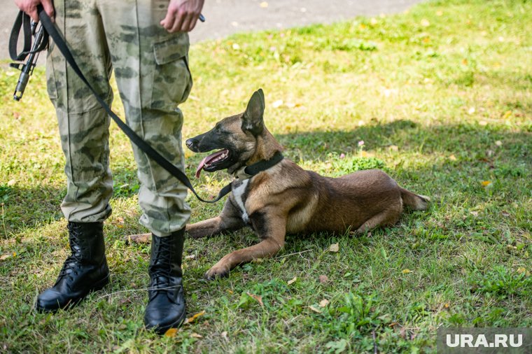 В ЯНАО кинологи ищут пропавшую без вести. Фото
