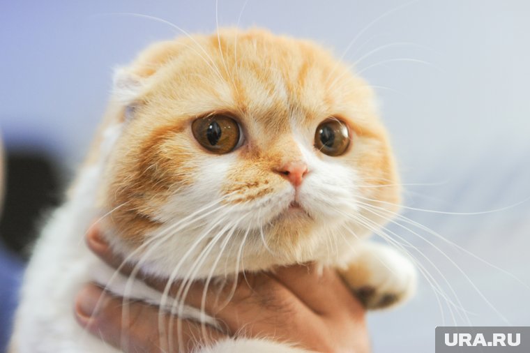 Что делать, если кошка линяет: советы ветеринара