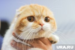 Что делать, если кошка линяет: советы ветеринара