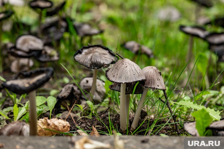 Свердловчане за одну поездку набрали грибов на целый год. Фото
