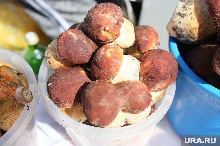 Боровики, лисички, маслята: курганцы делятся местами, где можно насобирать грибов