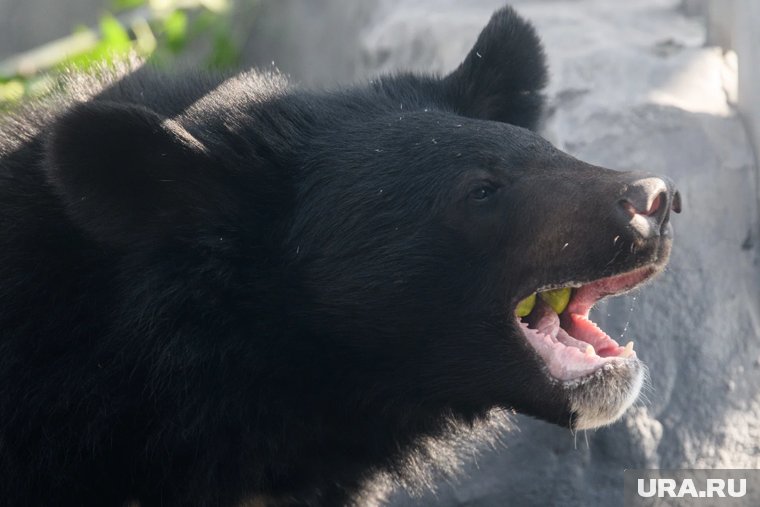 Ямальские рыбаки встретили медведя на дороге и начали его преследовать. Видео