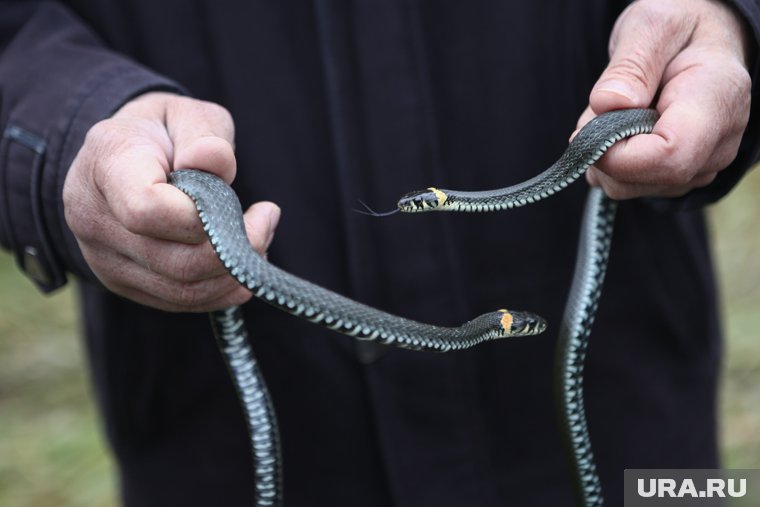 В ЯНАО в мае просыпаются змеи: чем они опасны