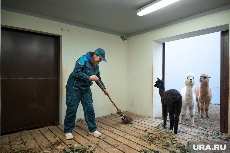 «Лучшая работа!»: журналистка URA.RU потрудилась кипером в новом пермском зоопарке. Фото, видео