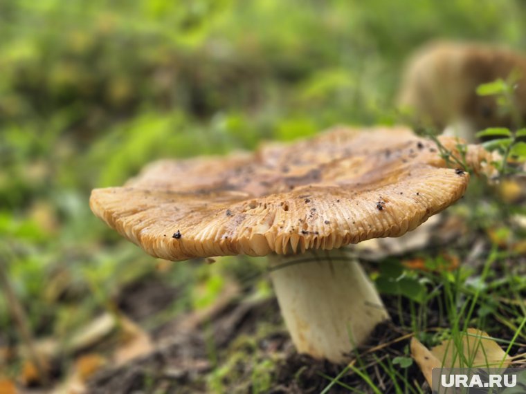 В Курганской области мужчина пошел за грибами, а нашел оружие