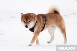 Конец осени и начало зимы в Перми будут умеренно-теплыми 