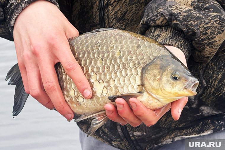 Щука, лещ и карась: 10 лучших мест для рыбалки в Ленинградской области