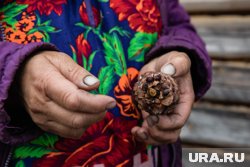 Жителей ХМАО зовут заработать почти полмиллиона на кедровых шишках