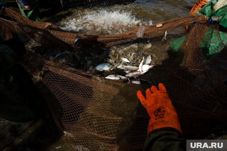 Сотни тонн муксуна и рыбы ценных пород уничтожили браконьеры в «Тюменской матрешке». Инфографика