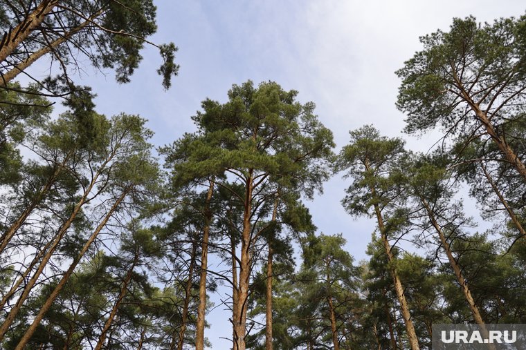 Редкий гриб обнаружили в лесах Курганской области. Фото