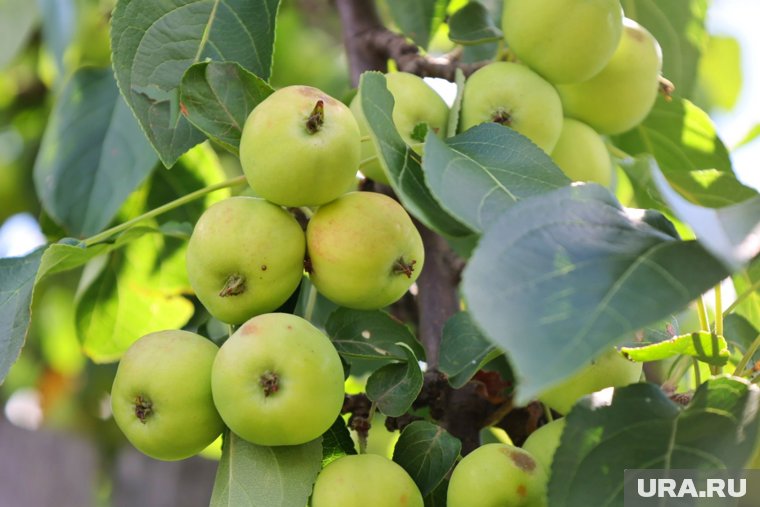 Как правильно подкармливать яблони в июне: важные советы садовода