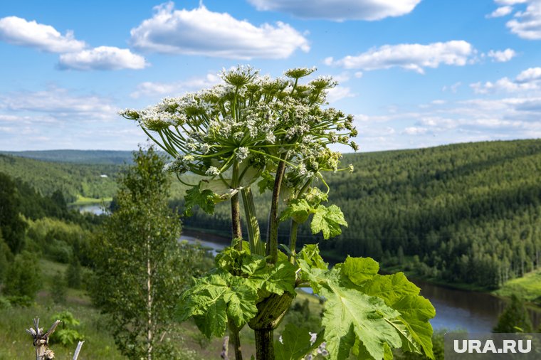 В Пермском крае ученые запустили новый эксперимент по борьбе с борщевиком