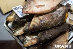 В Курганской области выловили почти 400 тонн карася