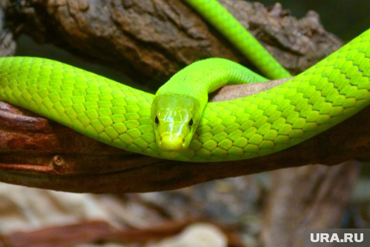 2025 — Год Зеленой Деревянной Змеи: что означает, как правильно отмечать