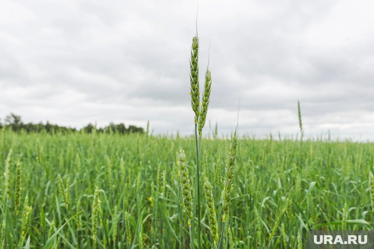 Челябинские аграрии увеличили посевы озимых в два раза