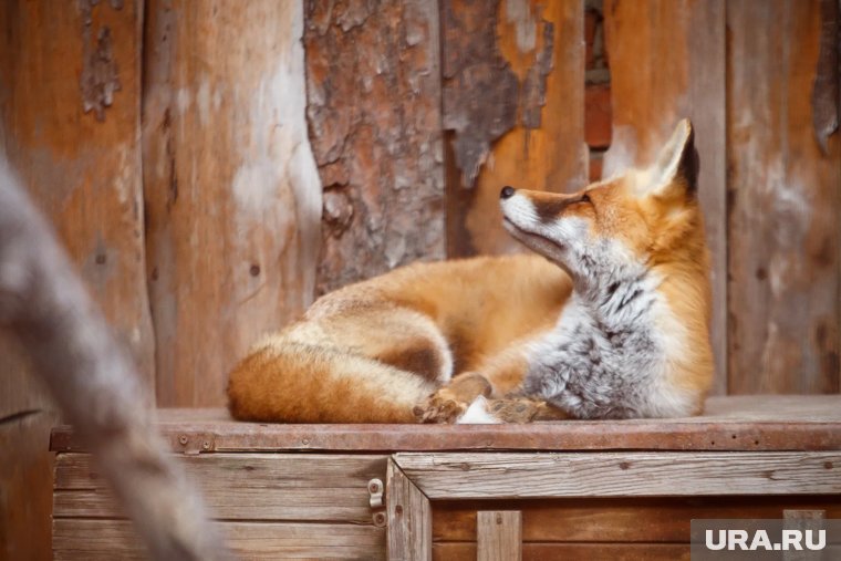 На поиски лисицы-клептомана под Каслями отправились челябинские студенты. Видео