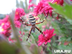На юге Курганской области обнаружили ядовитых пауков-ос. Фото