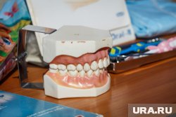 Ученые разработали зубные импланты из костей животных и яичной скорлупы