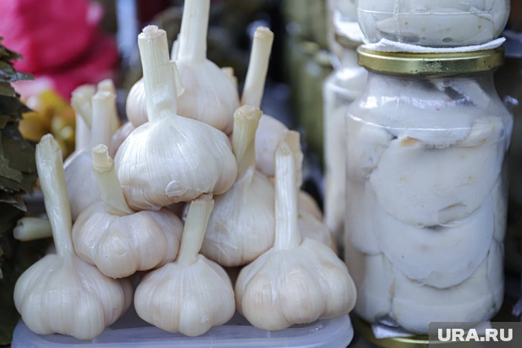 Как сажать чеснок осенью: простые секреты для крупного урожая