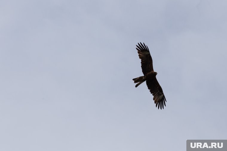 Пермские орнитологи озаботились популяцией краснокнижных пернатых хищников