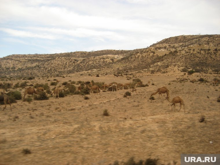 Три новых участника и потеря в команде звезд: как прошел третий выпуск шоу «Выжить в Самарканде»