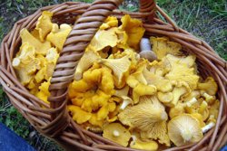 Пермские грибники поссорились из-за лисичек