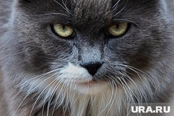 Какие витамины нужны кошкам: эксперт назвал признаки дефицита