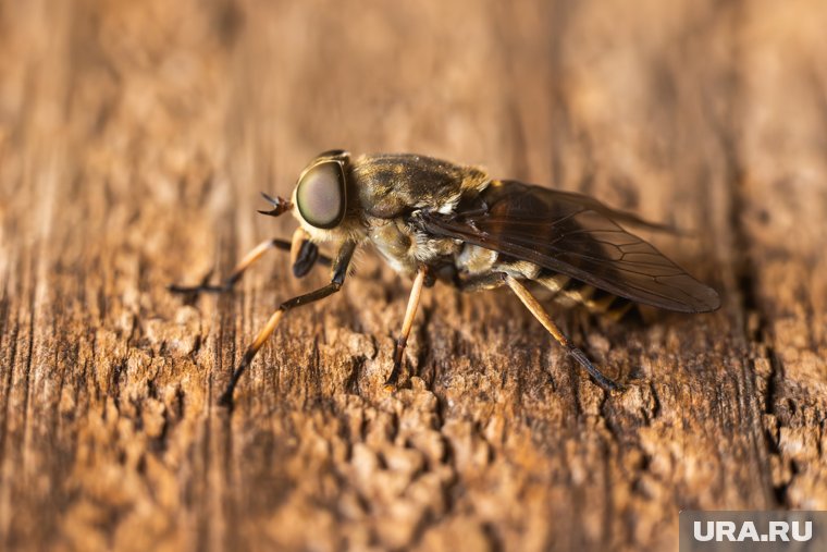 Вызывает аллергию и сильный зуд: чем опасен кровожадный бычий слепень