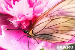 В курганском музее покажут коллекцию бабочек. Фото