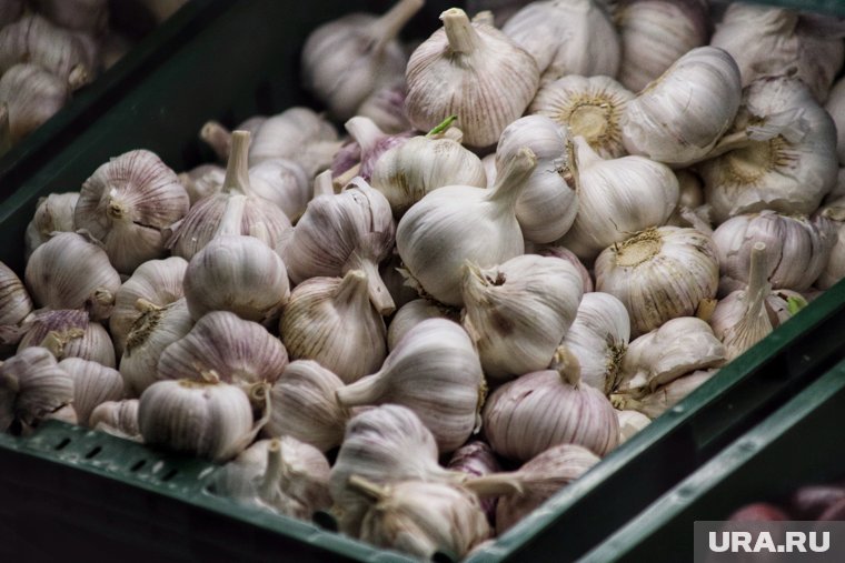 Садовод назвала признаки, когда копать лук и чеснок, чтобы не потерять урожай