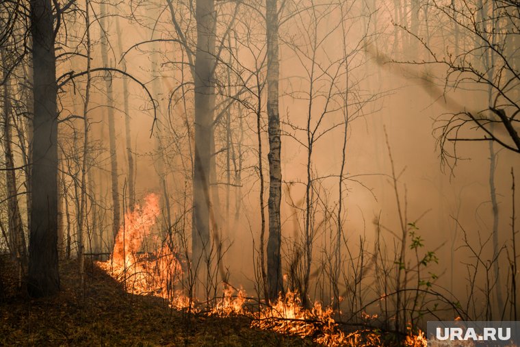 В Турции идет массовая эвакуация из-за сильных лесных пожаров