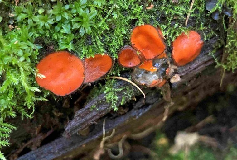 В лесах под Златоустом вырос полезный гриб-паразит