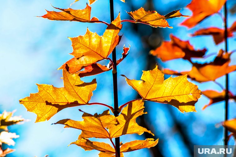 Какой будет погода в Свердловской области в середине и конце октября