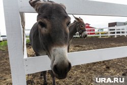 Кот Сержант, ослик Жорик и боевой питон: как животные-символы помогают бойцам СВО на передовой